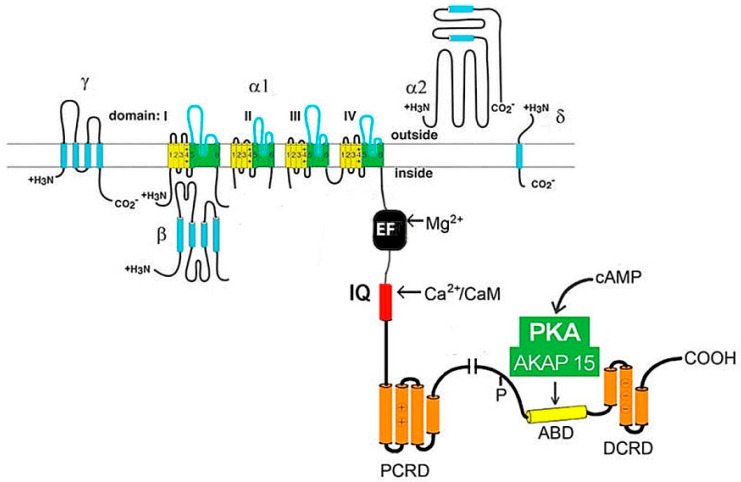 Fig. 1 Four-domain membrane topology of CACNA1G/CaV3.1 with repeated S1-S6 segments, cytoplasmic linkers and pore-forming S5-S6 regions. (OA Literature)