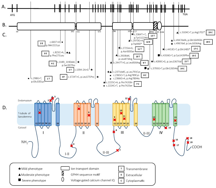 Fig. 1 CACNA1S gene-protein topology and disease-related mutation hotspots. (OA Literature)