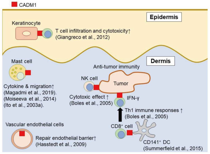 Fig. 1 CADM1 IgSF adhesion and tumor-suppressive signaling schematic for epithelial carcinoma & neural development research, applicable to CADM1 recombinant glycoprotein, isoform antibody and metastasis stable cell line functional assays. (OA Literature)