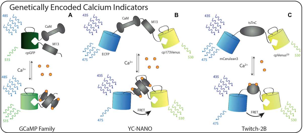 Fig.1 Schematic representation of the different designs of genetically encoded calcium indicators. (Broussard, Ruqiang and Lin, 2014)