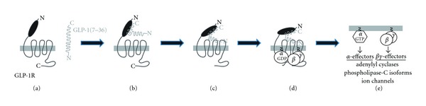 Fig. 1 Schematic of conserved class B GPCR two step activation cascade for recombinant CALCR membrane protein target illustration. (OA Literature)