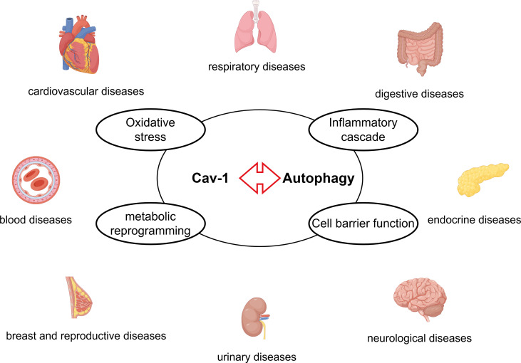 Fig. 1 CAV1-autophagy axis and its involvement in multisystem disorders. (OA Literature)