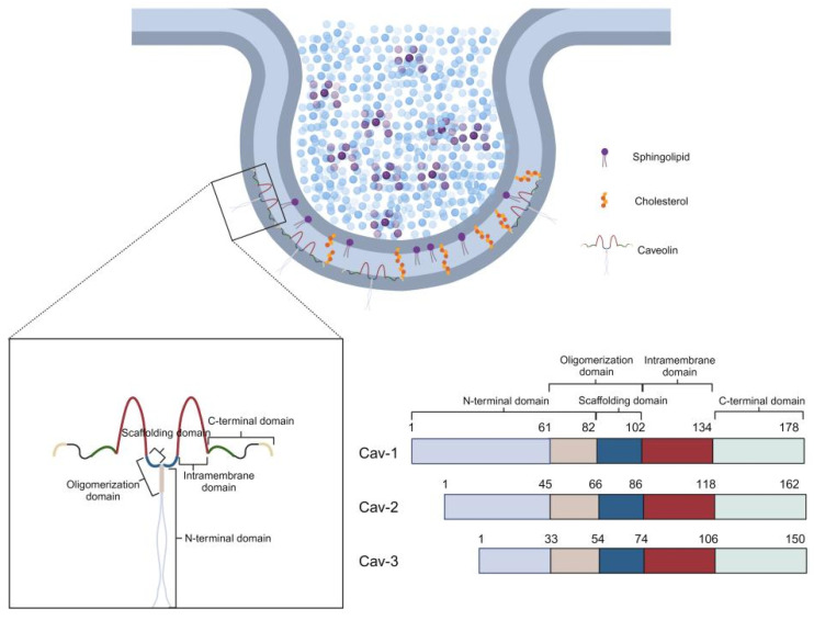 Fig. 1 Caveola membrane topology and caveolin family domain layout including CAV2, reference illustration for recombinant CAV2 membrane protein research reagent. (OA Literature)