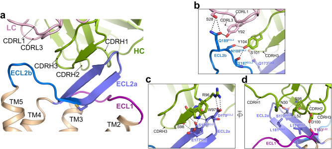 Fig. 1 Anti-CCR8 neutralizing antibody Fab-receptor cryo-EM interaction structural schematic for type 2 inflammation immunotherapy research, applicable to CCR8 recombinant protein, neutralizing antibody and CCR8 overexpression stable cell functional assays. (OA Literature)