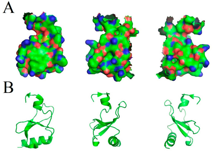 Fig. 1 3D structure of CCL18 chemokine monomer, including electrostatic surface rendering and ribbon secondary structure view, for recombinant protein research reagents. (OA Literature)