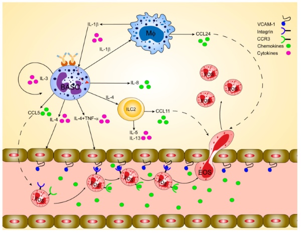 Fig. 1 Schematic of soluble CCL24 binding CCR3 receptor to mediate eosinophil chemotaxis, for CCL24 related recombinant protein, stable cell line and antibody research reagents. (OA Literature)