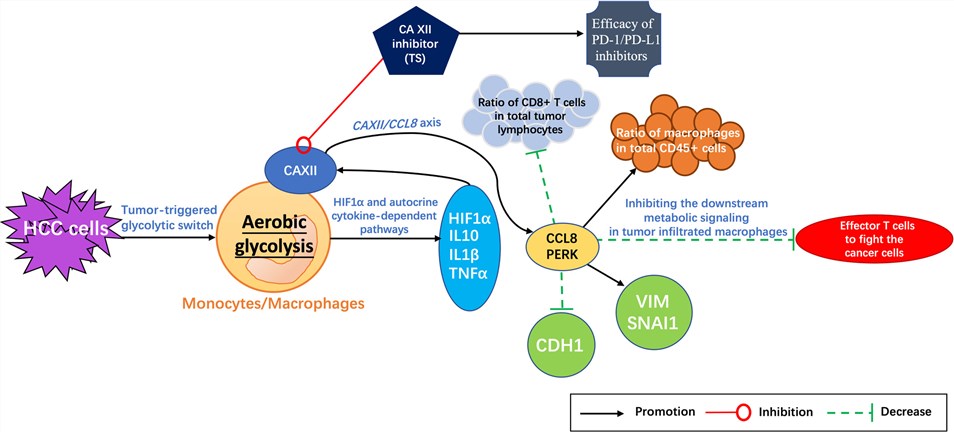 Fig.1. CAXII-CCL8 axis. (OA Literature)