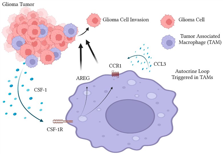 Fig.1 Model of microglia-stimulation of glioma invasion via CCR1. (OA Literature)