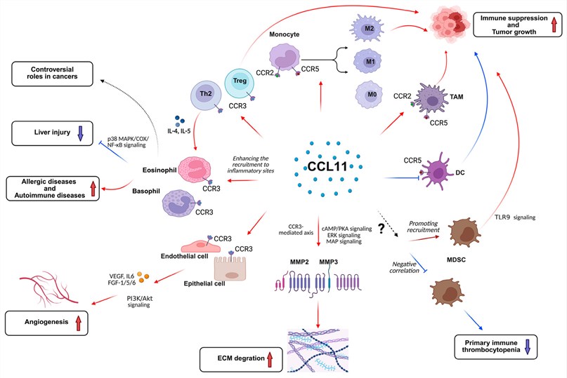 Fig.1 Schematic representation of CCL11 signaling mechanisms including CCR3. (OA Literature)