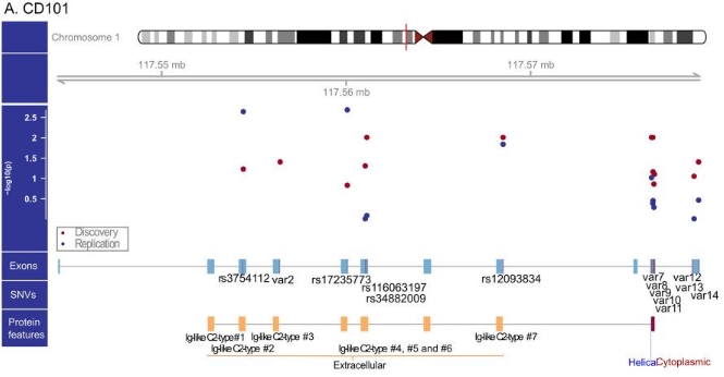 Fig. 1 CD101 – a versatile molecule associated with immunoregulatory and anti-microbial functions. (OA Literature)