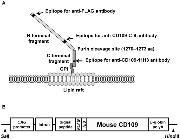 Fig. 1 CD109 protein epitope & eukaryotic expression vector schematic for CD109 antibody, tagged recombinant protein and overexpression stable cell line development. (OA Literature)