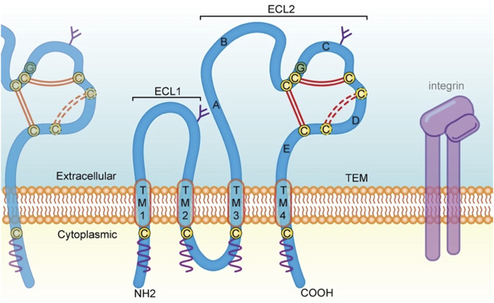 Fig. 1 Topology schematic of tetraspanin family membrane protein, reference illustration for CD151 membrane protein research reagents. (OA Literature)