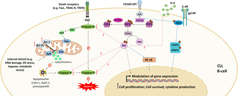 Fig. 1 CD160-GPI mediated Akt anti-apoptotic signaling axis in chronic lymphocytic leukemia B cells. (OA Literature)