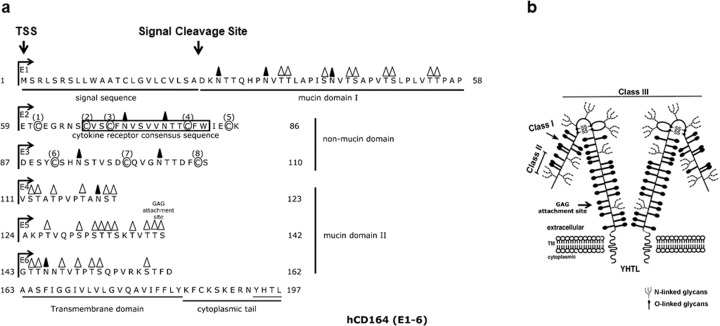 Fig. 1 Sequence based domain and glycosylation annotation schematic for recombinant CD164 membrane protein reagent reference. (OA Literature)