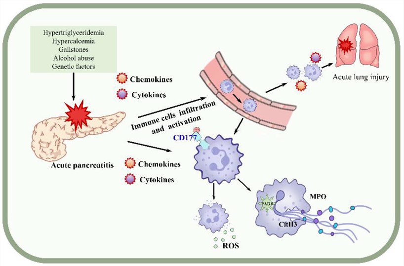 Fig.1 CD177 Inhibits Neutrophil Extracellular Trap Formation. (OA Literature)