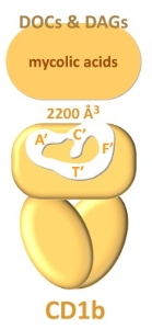 Fig. 1 Schematic of multi subcavity antigen binding groove architecture for recombinant CD1B membrane protein reagent reference. (OA Literature)