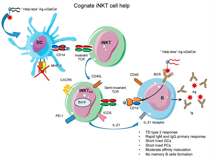 Fig.1 Viral evasion of CD1D-restricted lipid presentation to iNKT cells. (OA Literature)