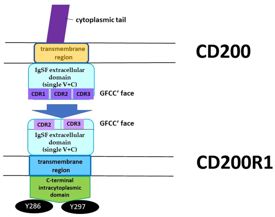 Fig.1 CD200-CD200R1 axis. (OA Literature)