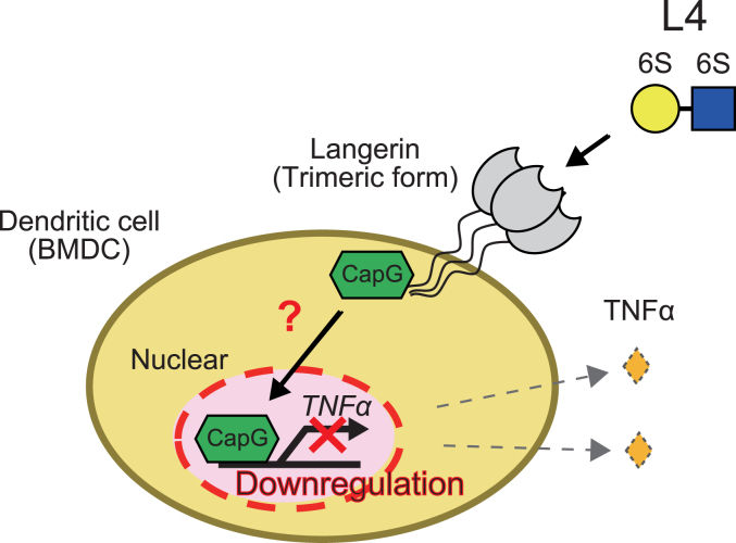 Fig. 1 CD207 (Langerin) signaling axis suppressing pro-inflammatory TNFα production via cytoplasmic CapG regulatory pathway. (OA Literature)