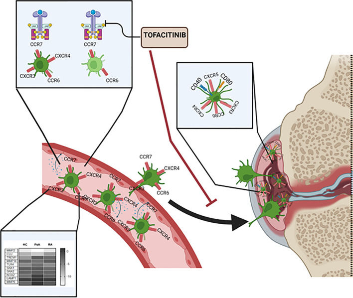 Fig. 1 Immune cell migration schematic for RA drug efficacy & chemokine receptor profiling. (OA Literature)