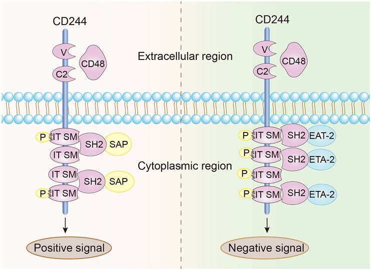 Fig.1 Structural characteristics of CD244. (OA Literature)