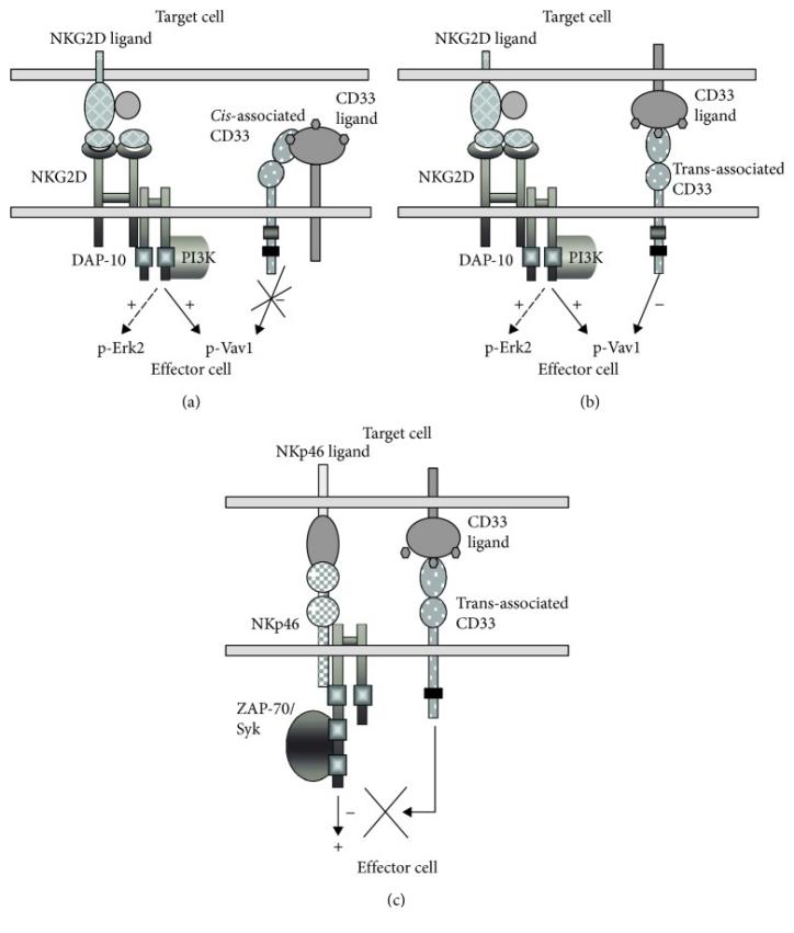 Fig.1 CD33-mediated NK cell inhibition: a model. (OA Literature)