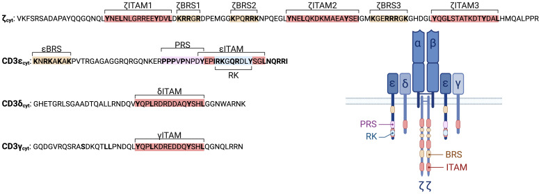 Fig. 1 Schematic of TCR CD3 complex topology with annotated CD3D cytoplasmic ITAM motif for recombinant CD3D membrane protein reagent reference. (OA Literature)