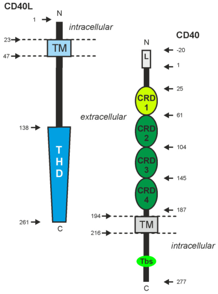 Fig. 1 Schematic domain visualization of human CD40LG type-II membrane ligand for CD40LG membrane protein, stable cell line and recombinant antibody research reagent characterization. (OA Literature)