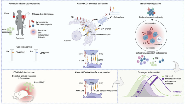 Fig. 1 Pathogenic mechanism schematic of CD48 germline mutations causing autoinflammatory immune disorders. (OA Literature)