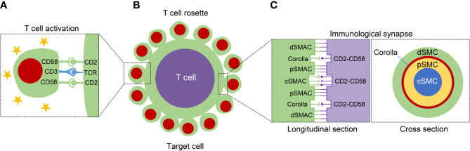 Fig. 1 CD58-mediated immunological synapse schematic for lymphocyte activation phenotype assays. (OA Literature)