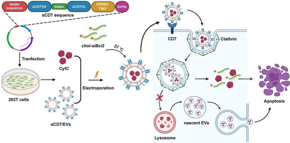 Fig.1 αCD7/EVs/CytC/siBcl2 for T-cell malignancies — schematic. (OA Literature)