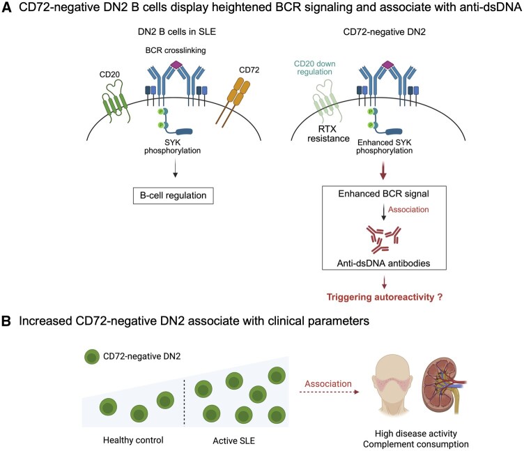 Fig. 1 CD72-deficient DN2 B cell lupus autoimmunity pathway schematic for SLE biomarker and BCR signaling research, applicable to CD72 detection antibody, B lymphocyte flow cytometry assay and autoimmune disease compound screening. (OA Literature)