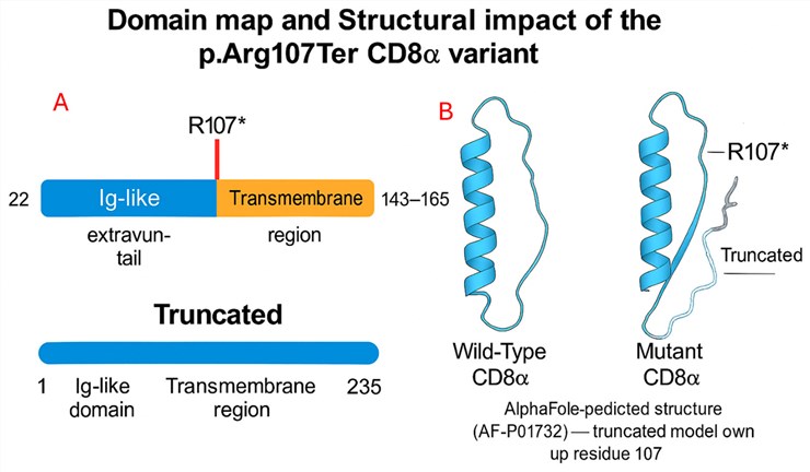 Fig.1 CD8A structure. (OA Literature)