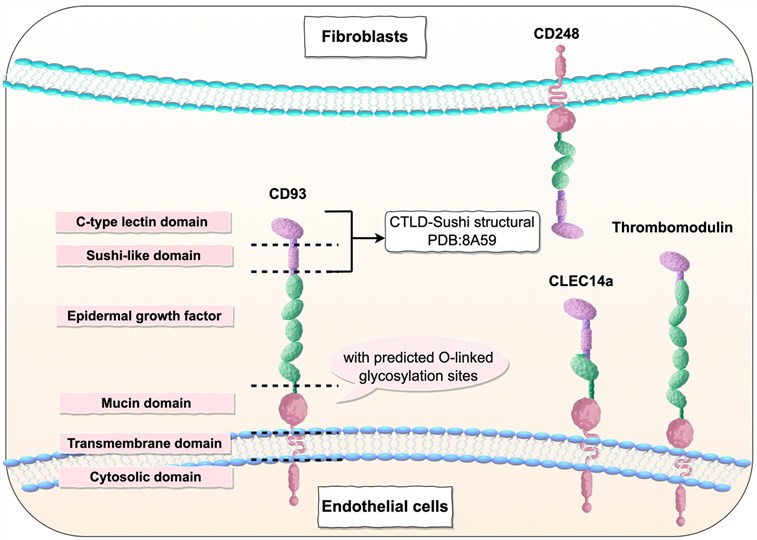 Fig.1 CD93 features an N-terminal signal peptide. (OA Literature)