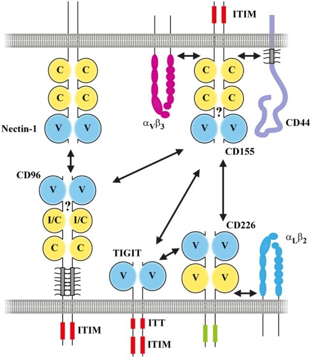 Fig. 1 Structural comparison of CD96, TIGIT and CD226 competing for shared ligand CD155. (OA Literature)