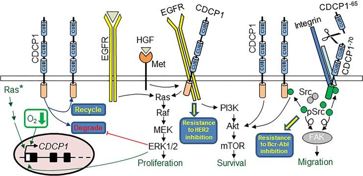 Fig. 1 CDCP1 promotes cancer cell proliferation (generally under non-adherent conditions), survival and migration, and mediates resistance to chemo- and targeted-therapies. (OA Literature)