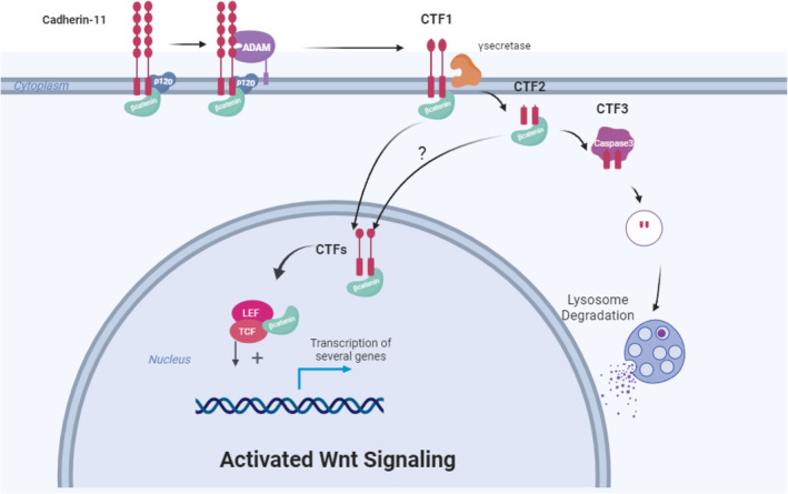 Fig. 1 Schematic illustration of full length human CDH11 membrane anchored modular domain architecture for recombinant CDH11 membrane protein research reagent reference. (OA Literature)