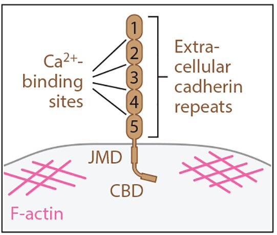 Fig. 1 Topology schematic of classical cadherin family transmembrane protein showing EC repeats, calcium binding sites and catenin binding cytoplasmic region, reference illustration for CDH4 membrane protein research reagents. (OA Literature)
