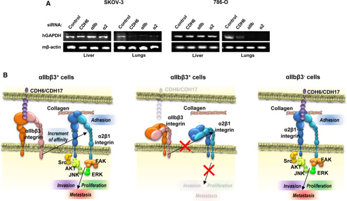 Fig. 1 CDH6 mediated tumor adhesion & metastatic signaling model for oncology research antibodies and cell lines. (OA Literature)