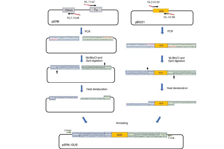 Construction of a cDNA Expression Library in a Binary Vector Using a Nicking Enzyme