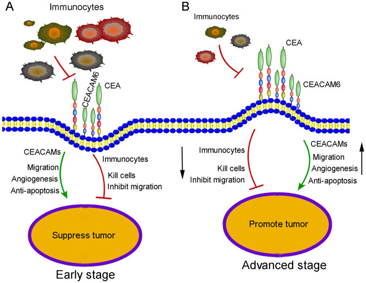 Fig. 1 Schematic illustrating the bidirectional tumor regulatory effects of CEACAM6 in early and advanced cancer. (OA Literature)