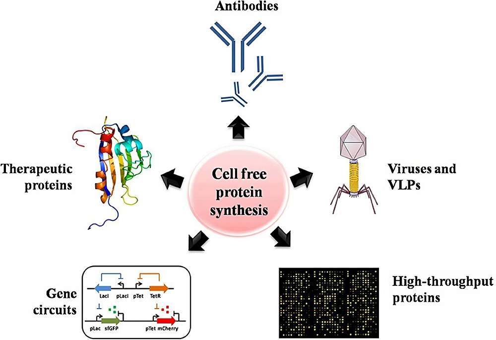 Fig.1 CFPS systems for assisting high-throughput protein production, including the production of antibodies, proteins with unnatural amino acids, therapeutics, viruses and virus-like particles, and gene circuits. (Khambhati, et al., 2019)