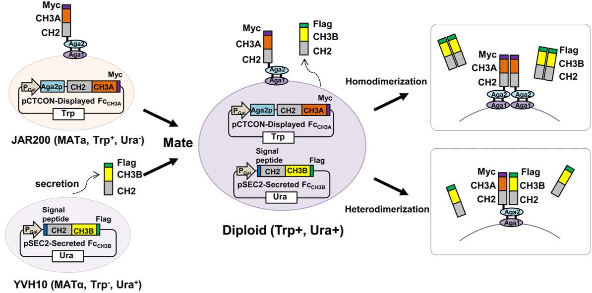 Fig.1 Overall strategy for Fc heterodimer display on the yeast cell surface. (Choi, et al., 2015)