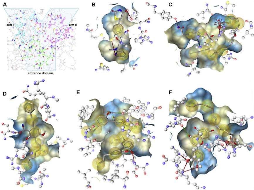 Fig.1 Binding modes of selected PPARγ ligands co-crystallized with PPARγ. (Wang, et al., 2014)
