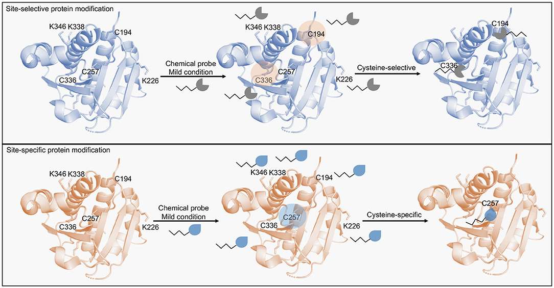 Fig.1 Scheme of protein modification methods targeting cysteine residues. (Martínez, Stefan and Jean, 2020)