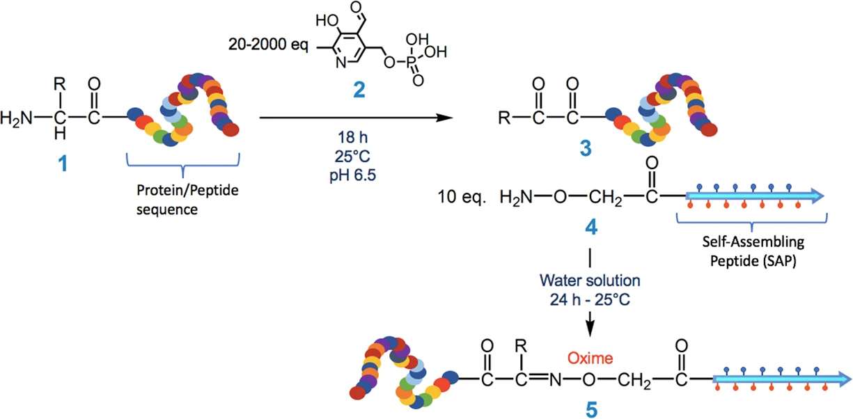 Fig.1 Steps of chemoselective ligation. (Brun, et al., 2019)