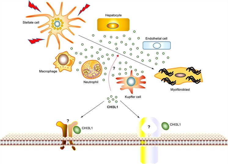 Fig.1. Possible mechanism of CHI3L1 on liver fibrosis. (OA Literature)