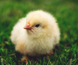 A little chick.