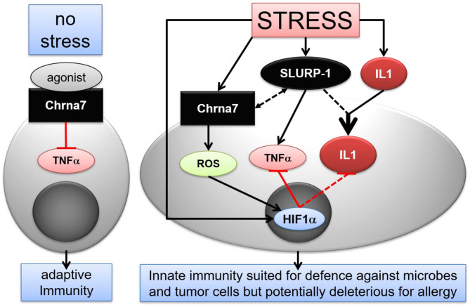 Fig. 1 Schematic of CHRNA7 dual immune regulatory pathway under stress and non-stress conditions. (OA Literature)