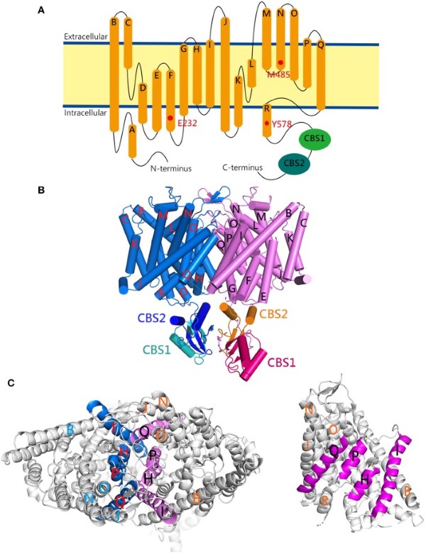 Fig. 1 Topology schematic and cryo EM structure of human CLCN1 for recombinant CLCN1 membrane protein research reagent reference. (OA Literature)